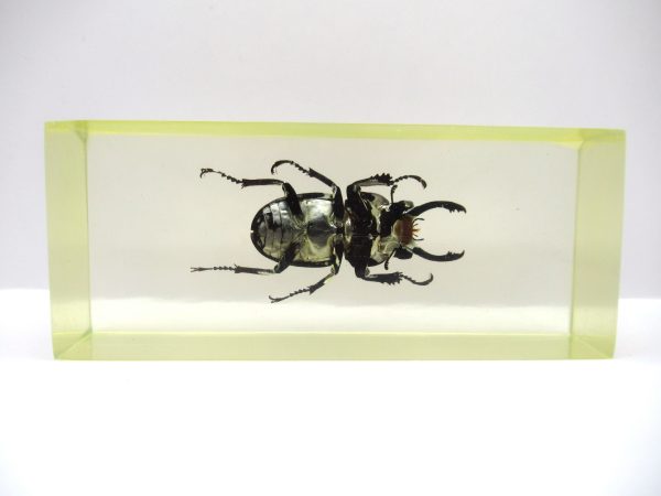 Genuine Modern Insect in Resin Block for Sale #128a