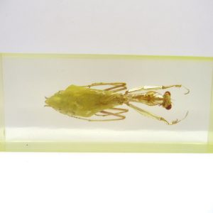 Genuine Modern Insect in Resin Block for Sale #129