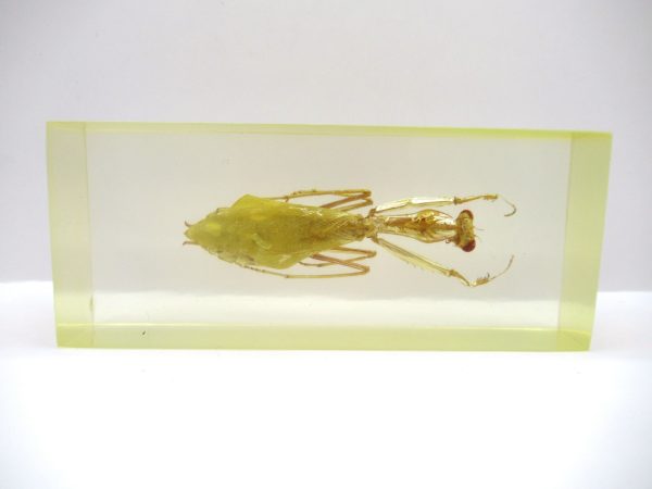 Genuine Modern Insect in Resin Block for Sale #129