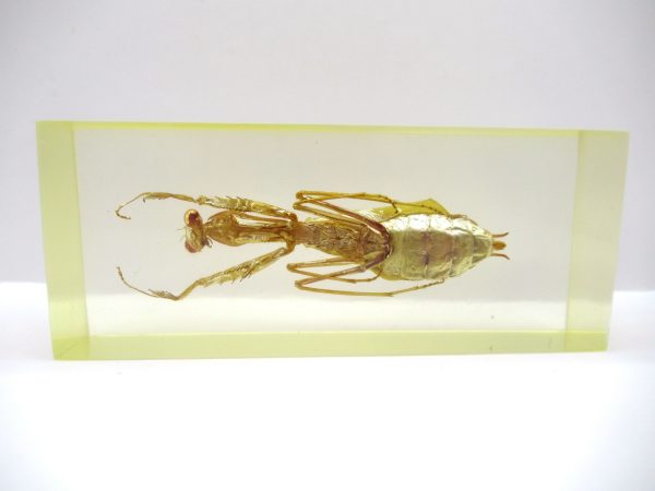 Genuine Modern Insect in Resin Block for Sale #129a