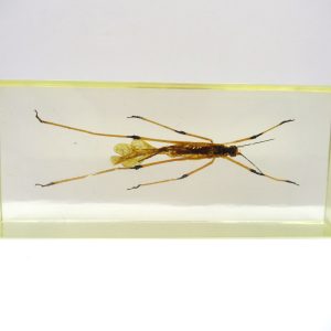 Genuine Modern Insect in Resin Block for Sale #130