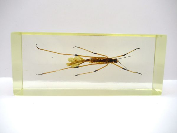 Genuine Modern Insect in Resin Block for Sale #130