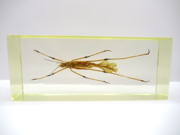 Genuine Modern Insect in Resin Block for Sale #130a