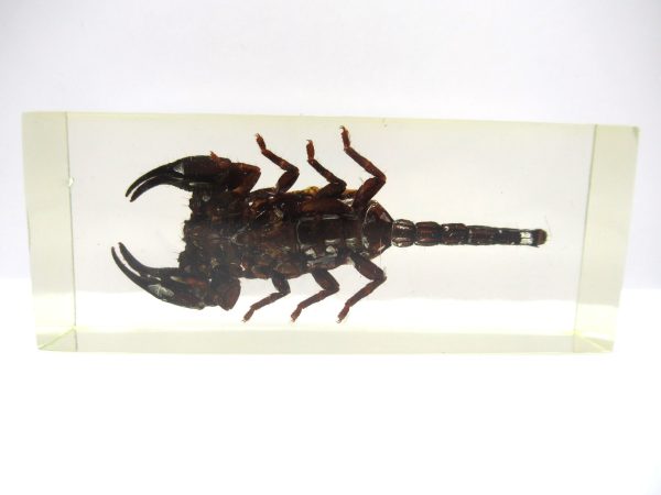 Genuine Modern Insect in Resin Block for Sale #131a