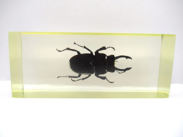 Genuine Modern Insect in Resin Block for Sale #132