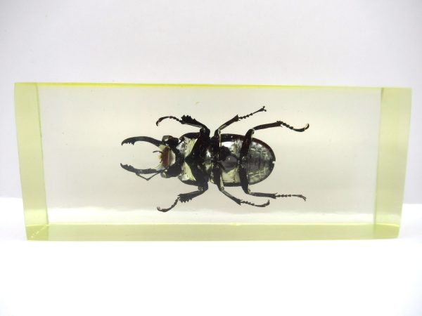 Genuine Modern Insect in Resin Block for Sale #132a