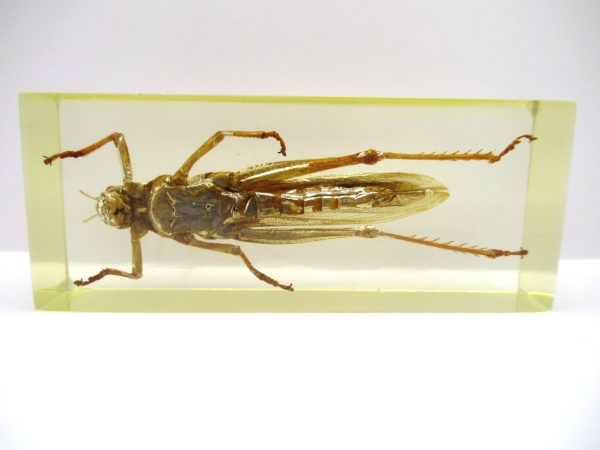 Genuine Modern Insect in Resin Block for Sale #133a