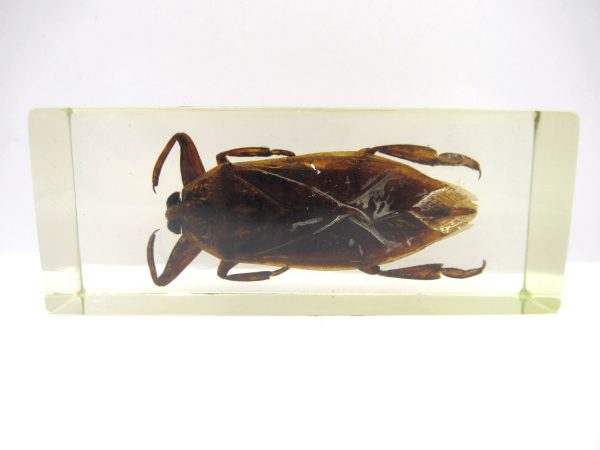 Genuine Modern Insect in Resin Block for Sale #134