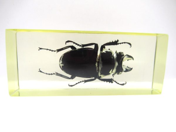 Genuine Modern Insect in Resin Block for Sale #136