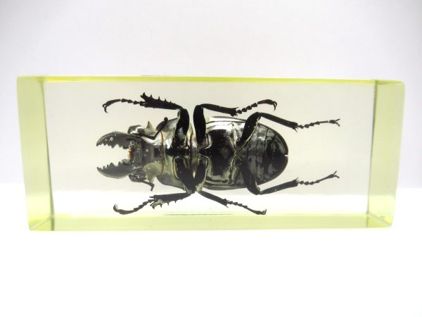 Genuine Modern Insect in Resin Block for Sale #136a