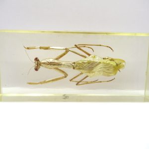 Genuine Modern Insect in Resin Block for Sale #137