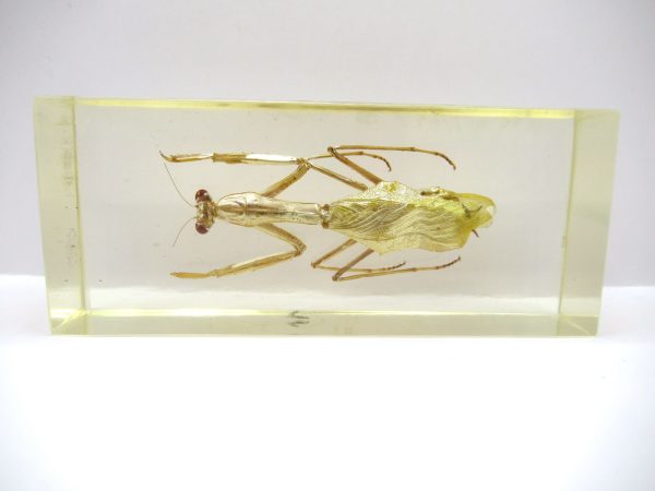 Genuine Modern Insect in Resin Block for Sale #137