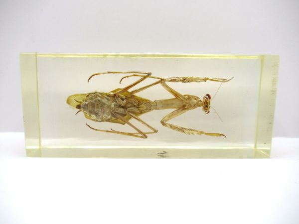 Genuine Modern Insect in Resin Block for Sale #137a