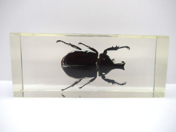 Genuine Modern Insect in Resin Block for Sale #138