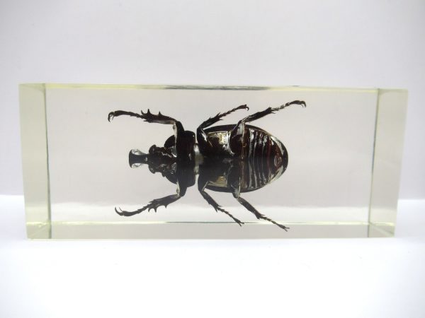 Genuine Modern Insect in Resin Block for Sale #138a