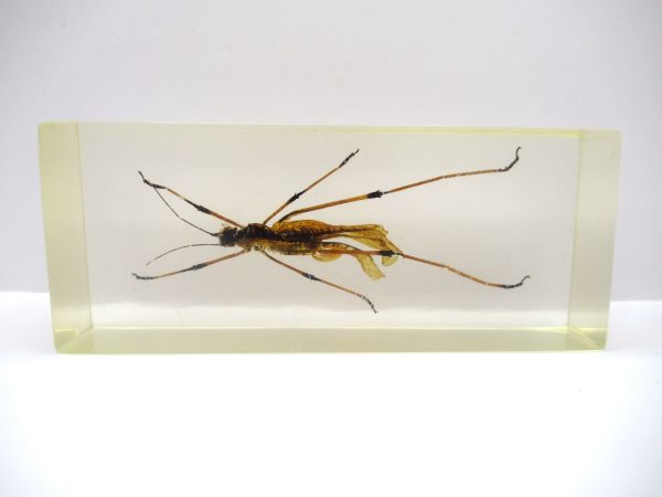 Genuine Modern Insect in Resin Block for Sale #139