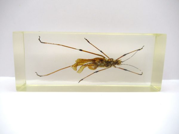 Genuine Modern Insect in Resin Block for Sale #139a