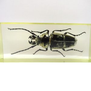 Genuine Modern Insect in Resin Block for Sale #140