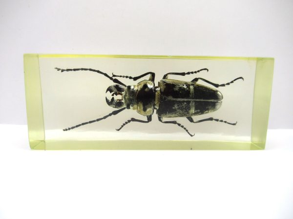 Genuine Modern Insect in Resin Block for Sale #140