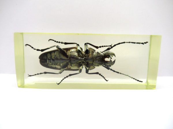 Genuine Modern Insect in Resin Block for Sale #140a