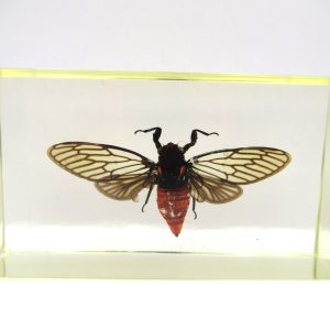 Genuine Modern Insect in Resin Block for Sale #51