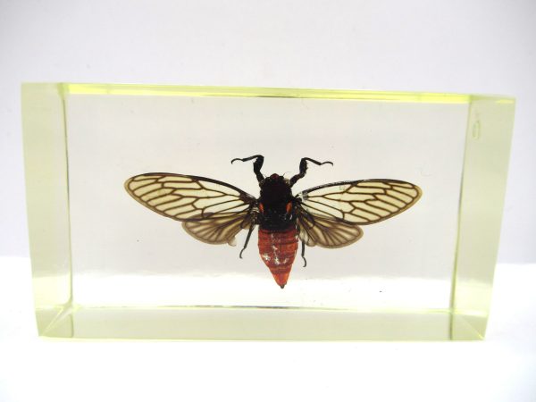 Genuine Modern Insect in Resin Block for Sale #51