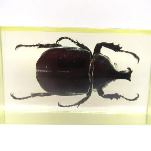 Genuine Modern Insect in Resin Block for Sale #53