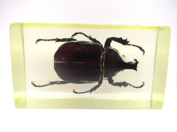 Genuine Modern Insect in Resin Block for Sale #53