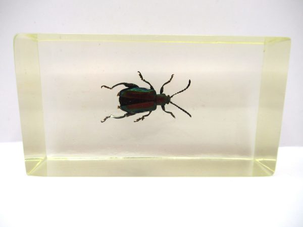 Genuine Modern Insect in Resin Block for Sale #54