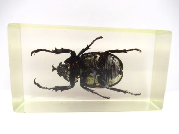 Genuine Modern Insect in Resin Block for Sale #55a