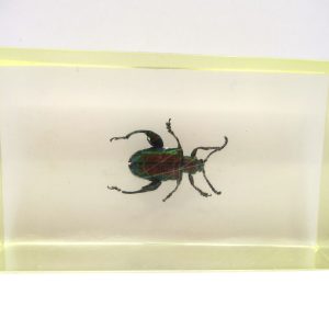 Genuine Modern Insect in Resin Block for Sale #56