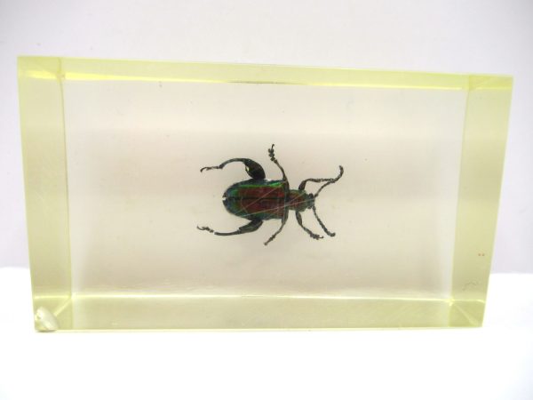 Genuine Modern Insect in Resin Block for Sale #56