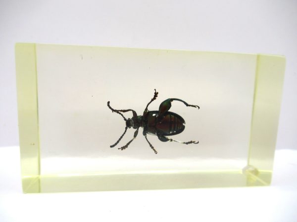 Genuine Modern Insect in Resin Block for Sale #56a