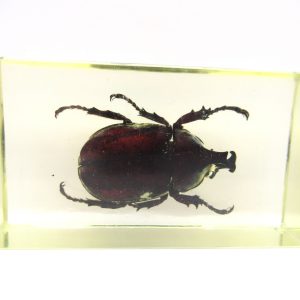 Genuine Modern Insect in Resin Block for Sale #57