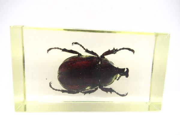 Genuine Modern Insect in Resin Block for Sale #57