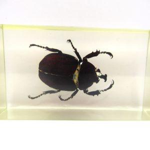 Genuine Modern Insect in Resin Block for Sale #58