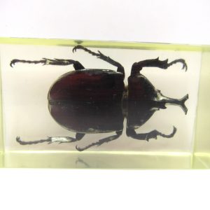 Genuine Modern Insect in Resin Block for Sale #59