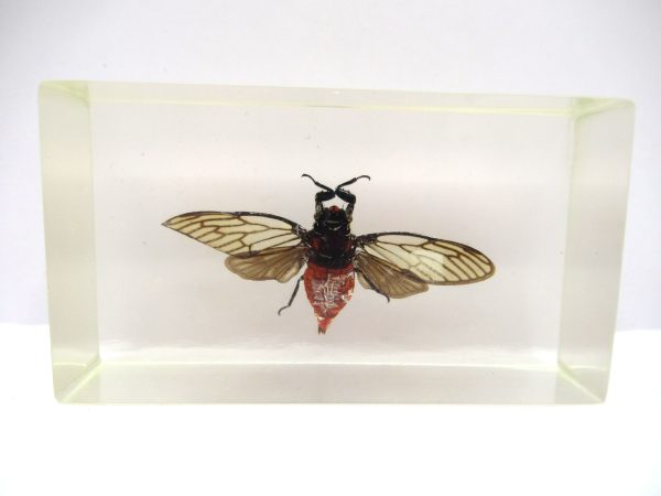 Genuine Modern Insect in Resin Block for Sale #62