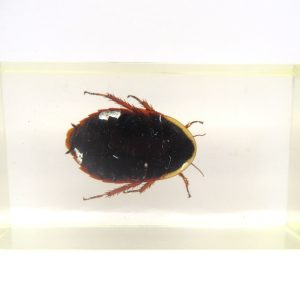 Genuine Modern Insect in Resin Block for Sale #63