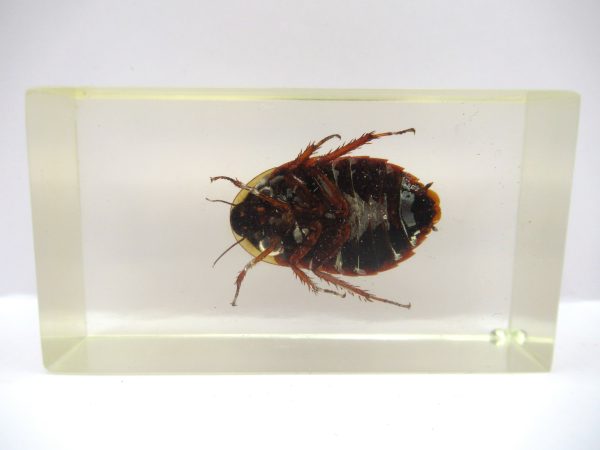 Genuine Modern Insect in Resin Block for Sale #63a