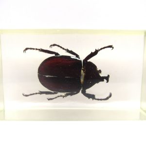 Genuine Modern Insect in Resin Block for Sale #64