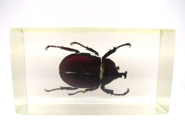 Genuine Modern Insect in Resin Block for Sale #64