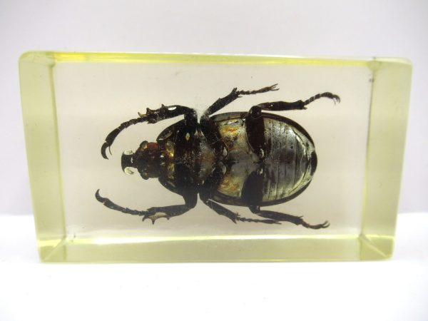 Genuine Modern Insect in Resin Block for Sale #65a