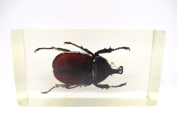 Genuine Modern Insect in Resin Block for Sale #69