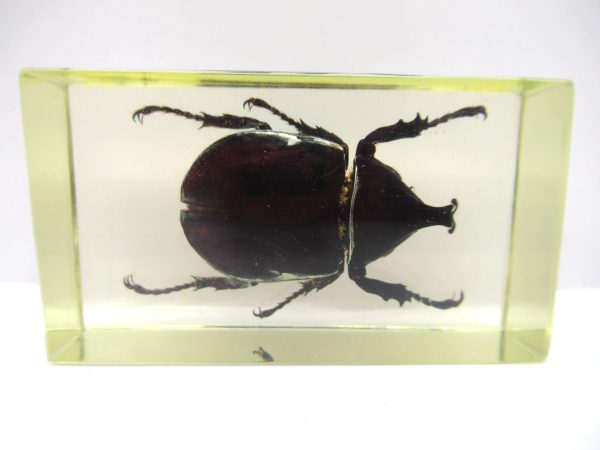 Genuine Modern Insect in Resin Block for Sale #70