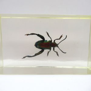 Genuine Modern Insect in Resin Block for Sale #71