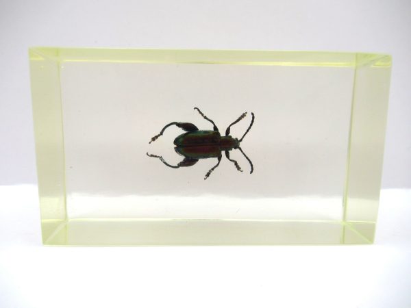 Genuine Modern Insect in Resin Block for Sale #72