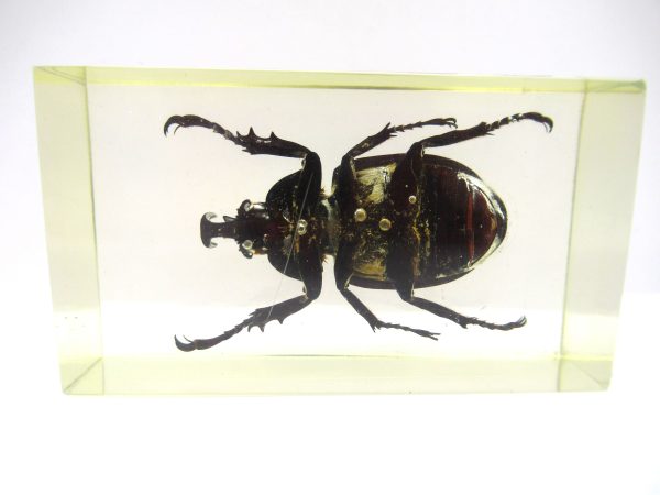 Genuine Modern Insect in Resin Block for Sale #73a