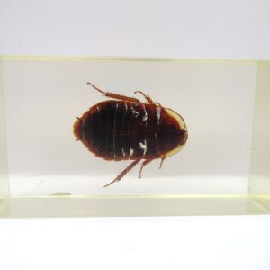 Genuine Modern Insect in Resin Block for Sale #75