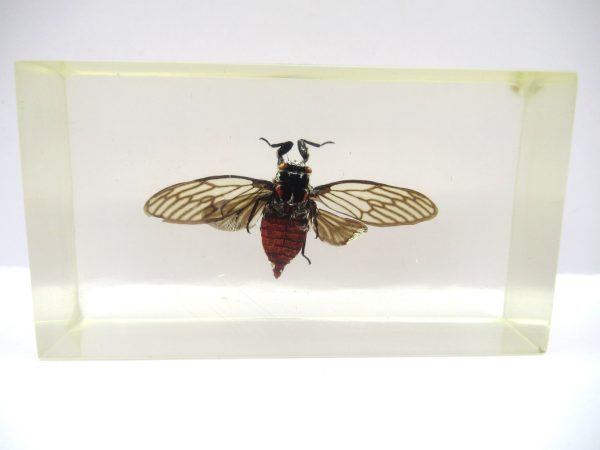 Genuine Modern Insect in Resin Block for Sale #76